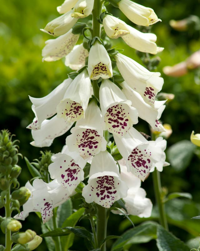 Digitalis purpurea 'Dalmatian White' Foxglove)
