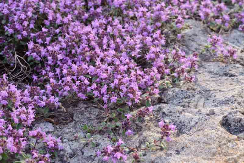 Thymus pseudolanuginosus (Woolly Thyme)
