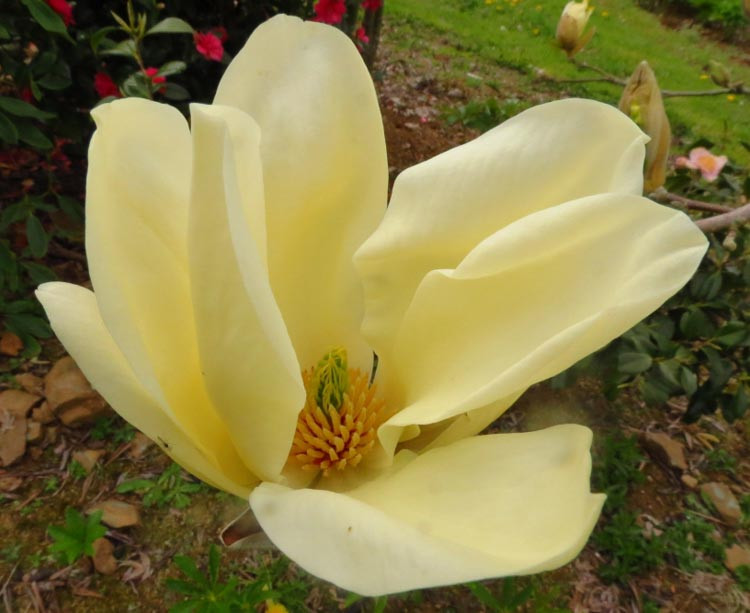 Magnolia denudata 'Yellow River' (Yulan Magnolia)