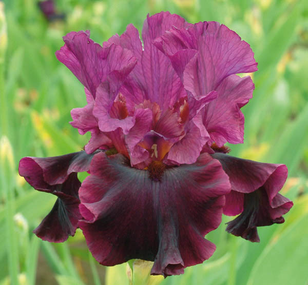 Iris 'Silken Trim' (Bearded Iris)
