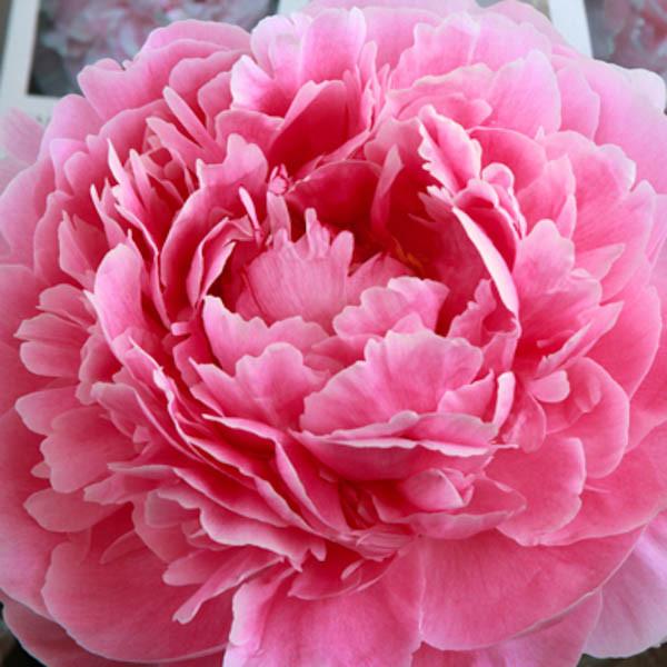 Paeonia lactiflora 'Sarah Bernhardt' (Peony)