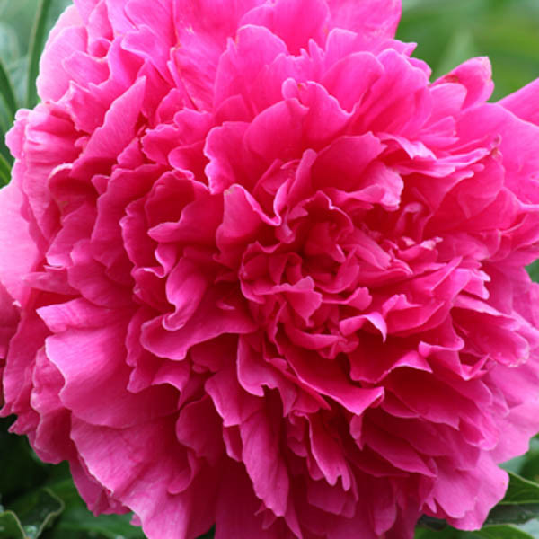 Paeonia lactiflora 'Felix Crousse' (Peony)