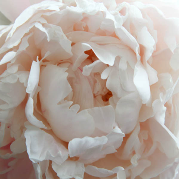 Paeonia lactiflora 'Shirley Temple' (Peony)