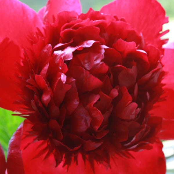 Paeonia 'Red Charm' (Peony)