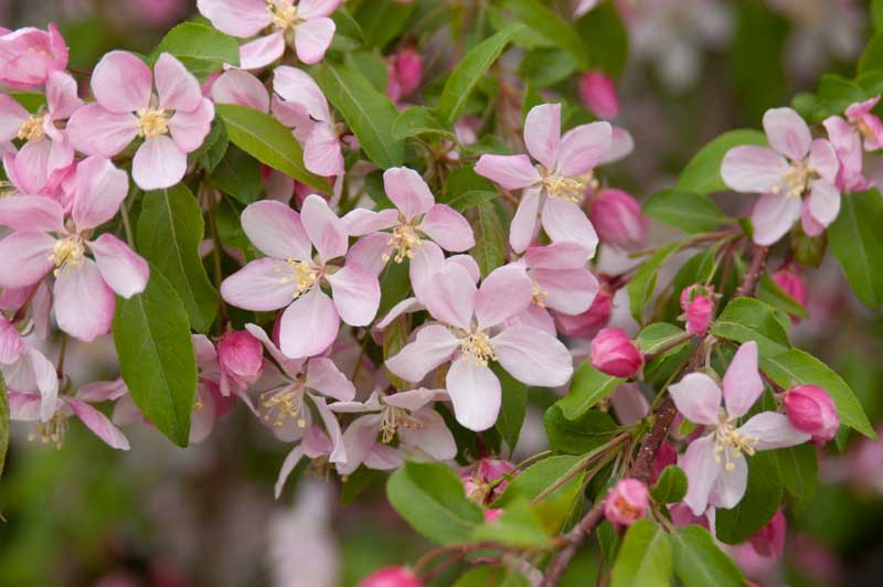 Malus 'Louisa' (Crabapple)