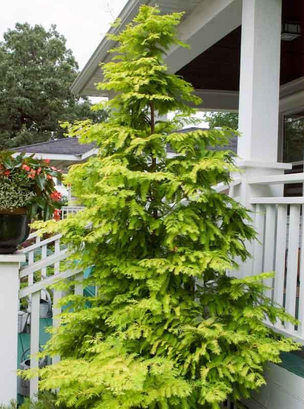 Metasequoia Glyptostroboides Gold Rush Dawn Redwood