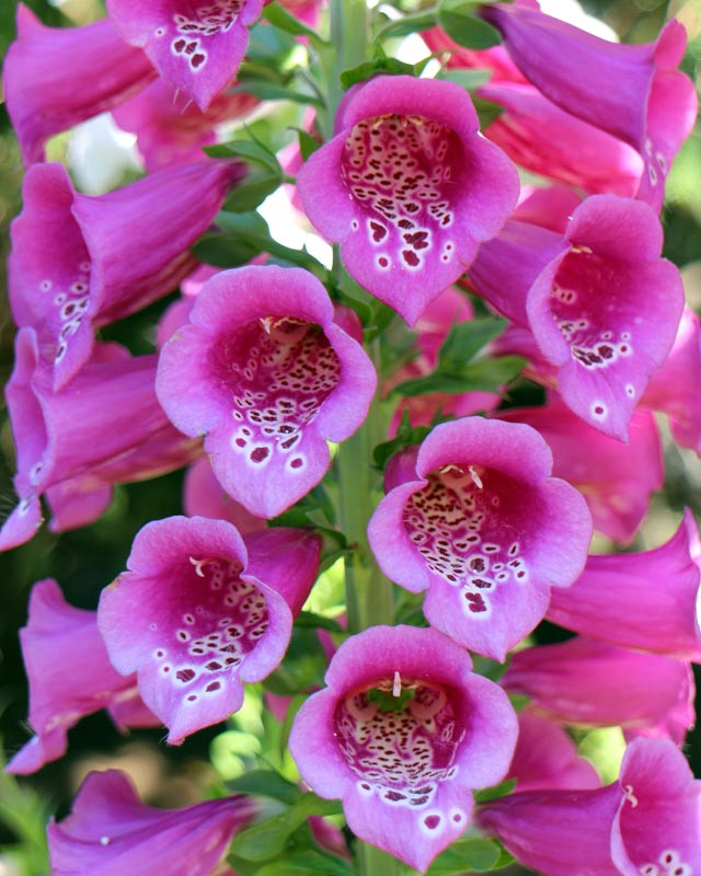 Digitalis purpurea 'Camelot Rose' Foxglove)