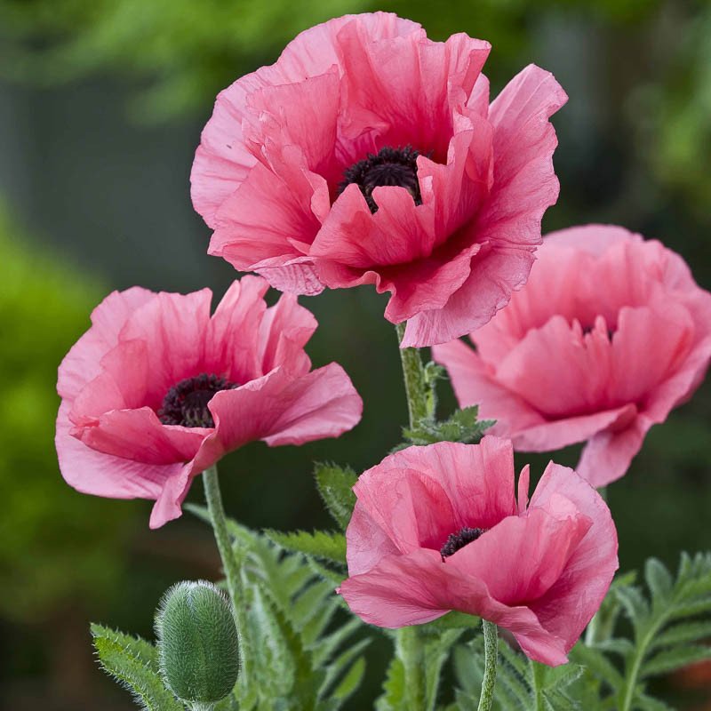 Papaver orientale ‘Burning Heart’ (Oriental Poppy)