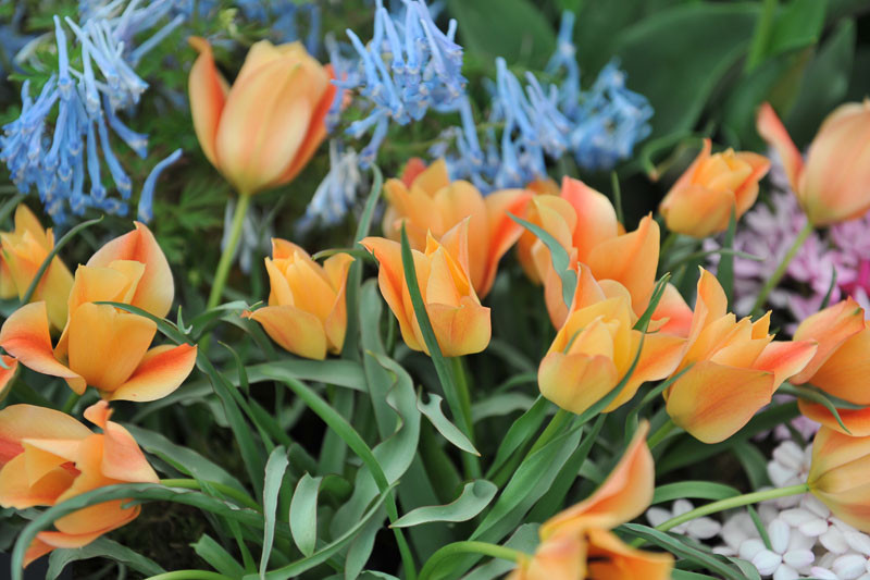 Tulipa batalinii 'Bronze Charm' (Botanical Tulip)