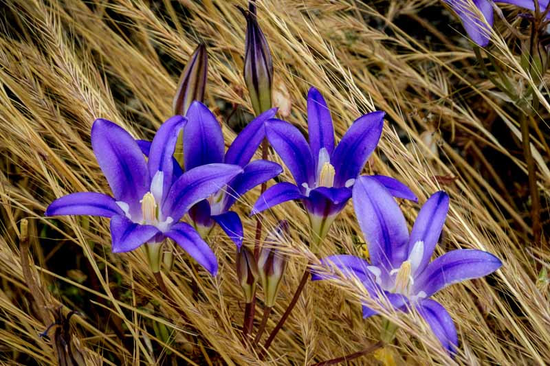 Brodiaea elegans (Elegant ClusterLily)