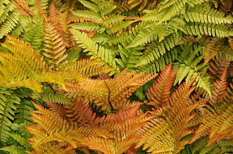 Dryopteris erythrosora 'Brilliance' (Autumn Fern)