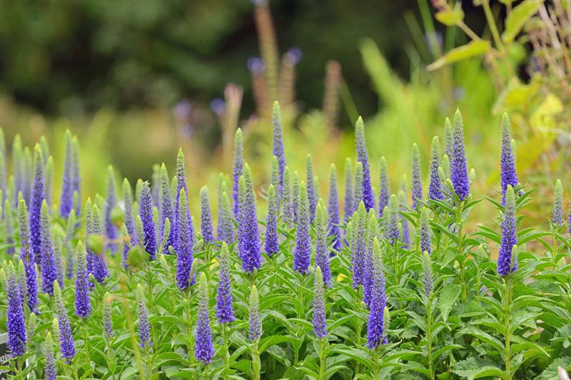 Veronica spicata 'Royal Candles' (Spike Speedwell)