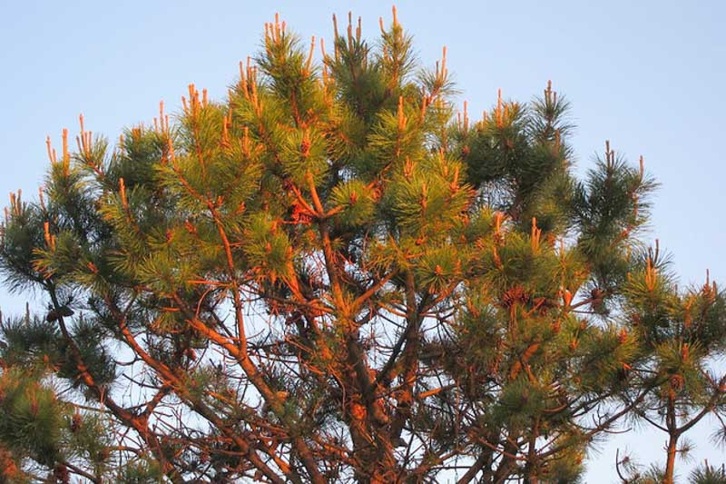 Pinus rigida (Pitch Pine)