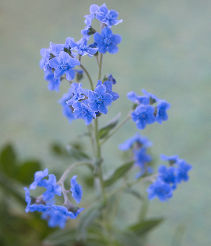 Image of Chinese forget-me-nots companion plant for ranunculus