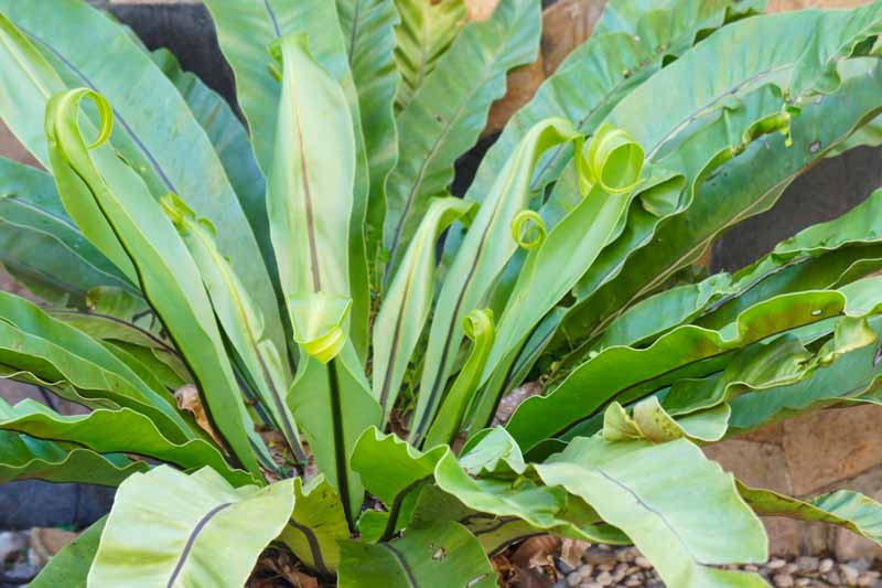 Asplenium nidus (Bird's Nest Fern)