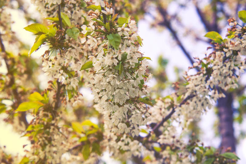 Pyrus nivalis (Snow Pear)