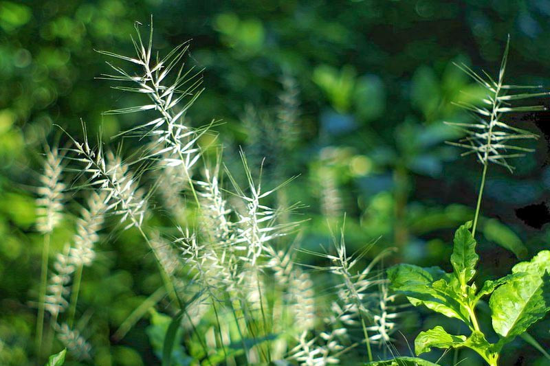 Elymus hystrix (Bottlebrush Grass)
