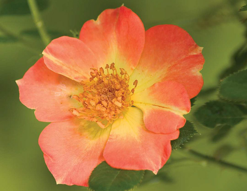 Rosa Oso Easy Paprika (Groundcover Rose)