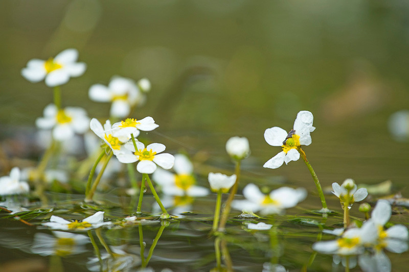 Ranunculus aquatilis (White Water Crowfoot)