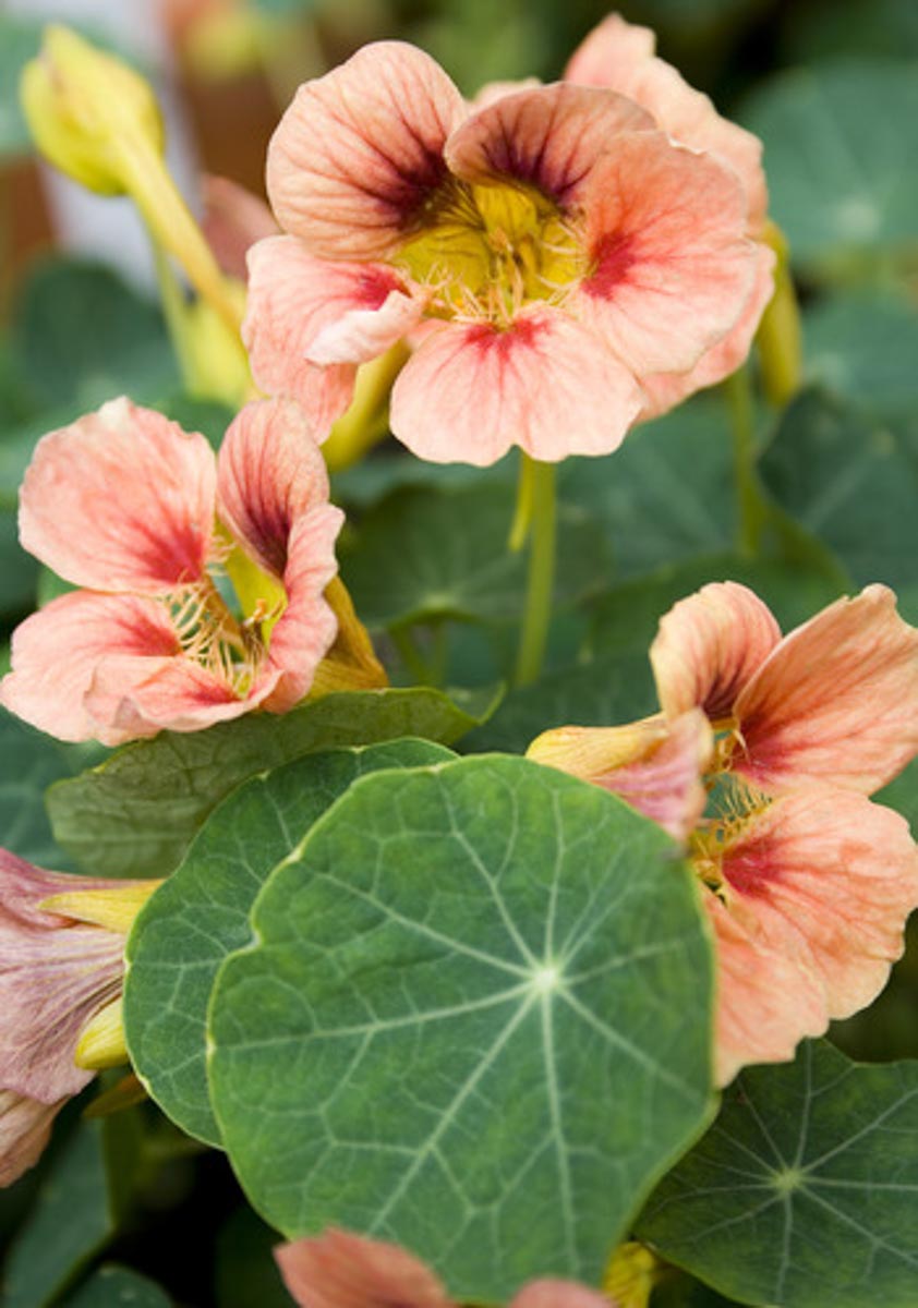 tropaeolum-minus-ladybird-rose-nasturtium