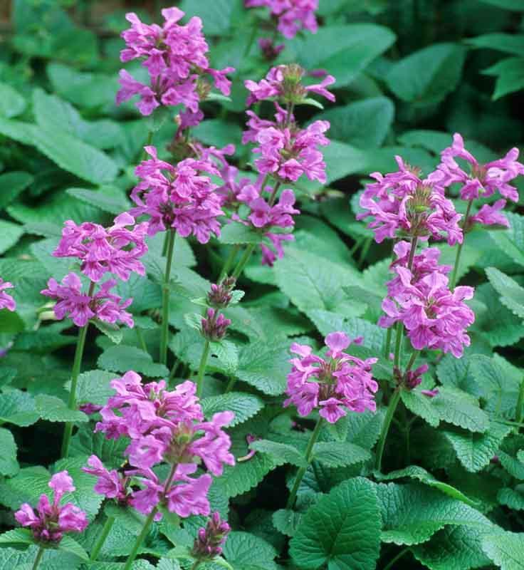 Stachys macrantha �Superba� (Big Betony)