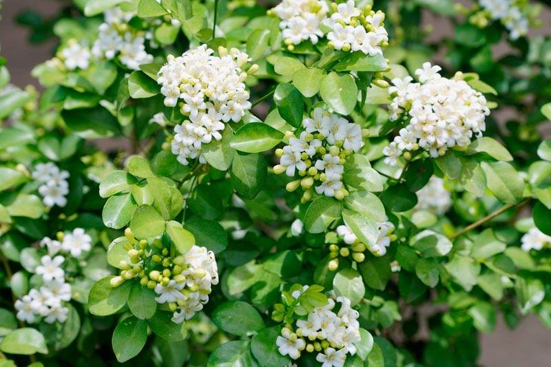 Murraya paniculata (Orange Jessamine)