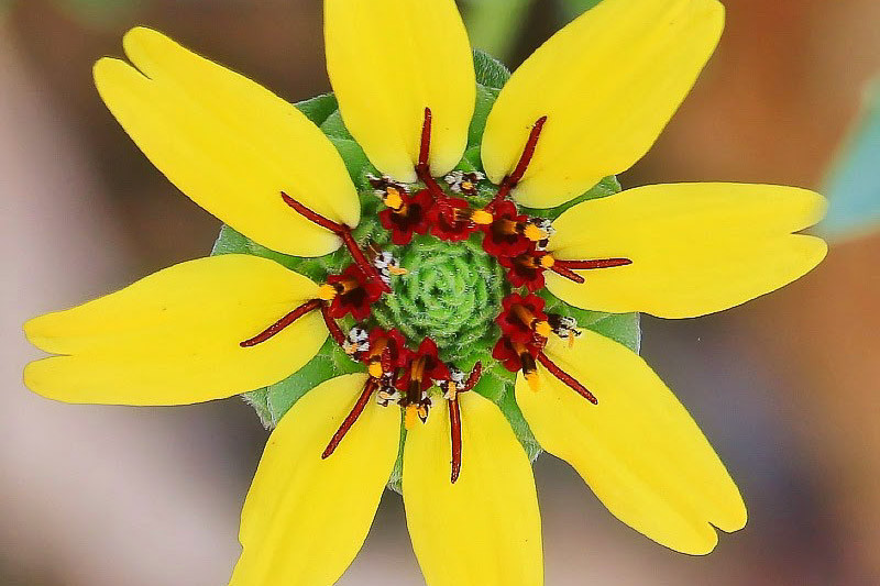 Berlandiera lyrata (Chocolate Daisy)