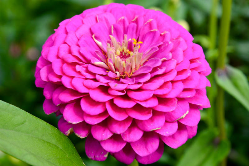 Zinnia 'Royal Purple'