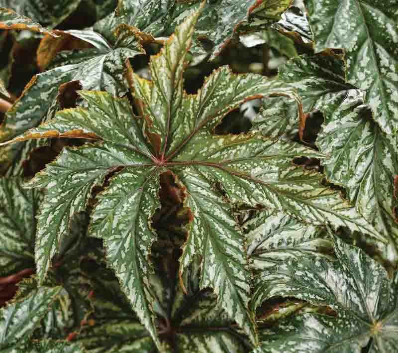 Begonia Gryphon Cane Begonia