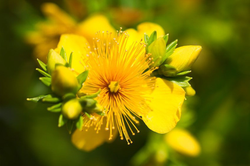 Hypericum densiflorum (Bushy St. John's Wort)