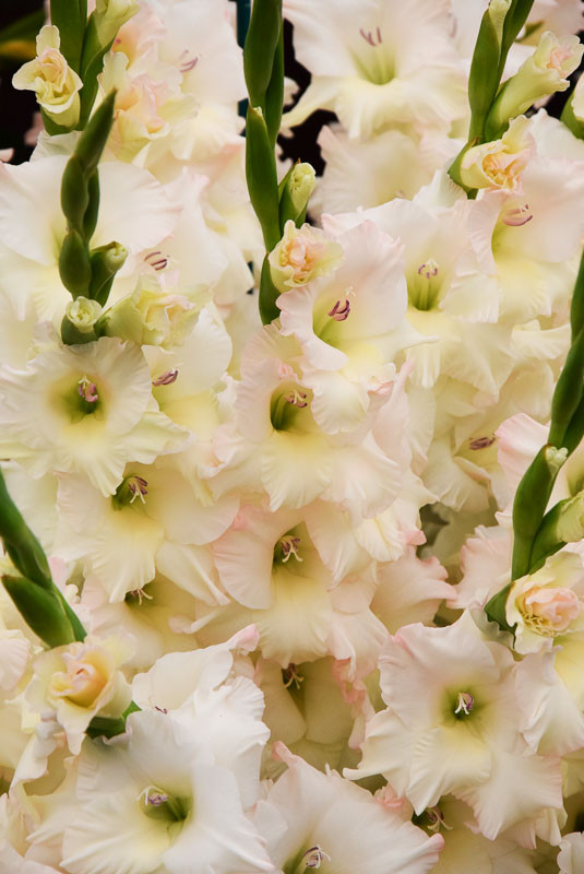 Gladiolus 'Careless' (Sword Lily)