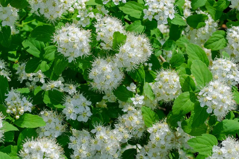 Spiraea betulifolia (Birchleaf Spirea)
