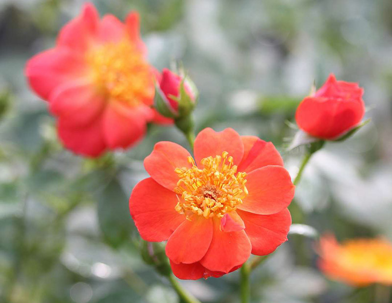 Rosa Oso Easy Hot Paprika (Groundcover Rose)