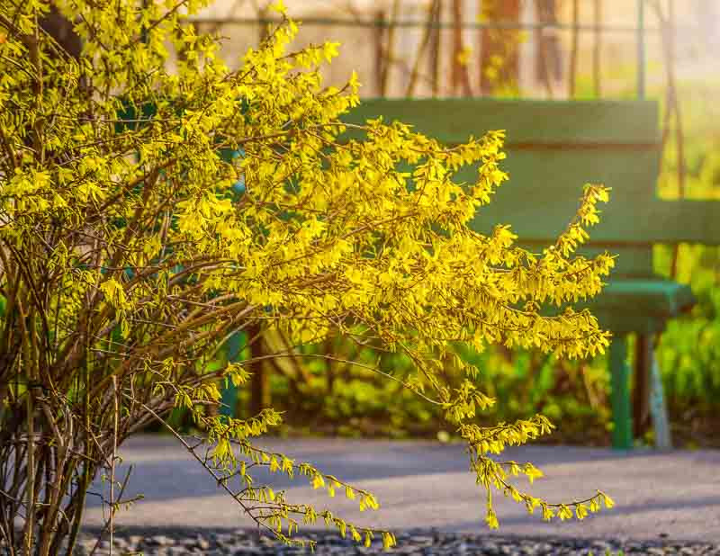 Forsythia ovata (Korean Forsythia)