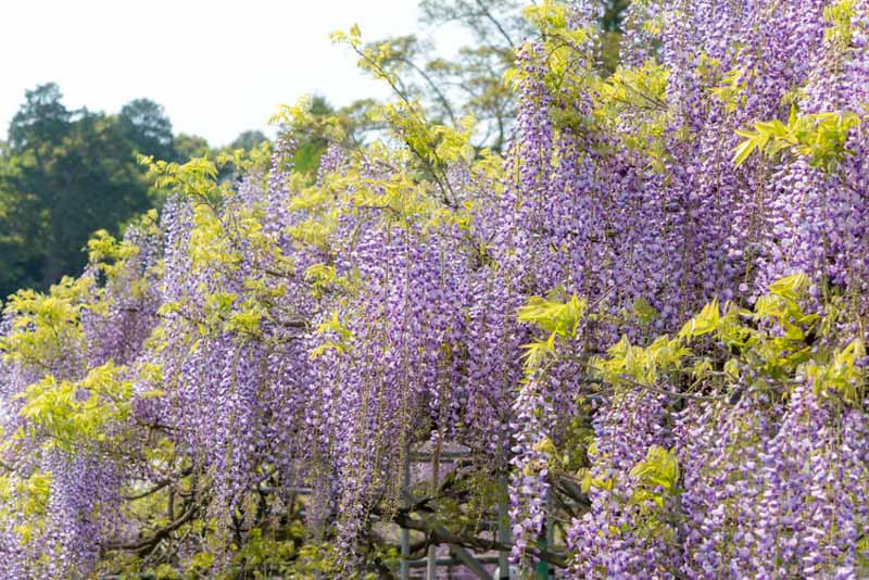 Wisteria floribunda (Japanese Wisteria)