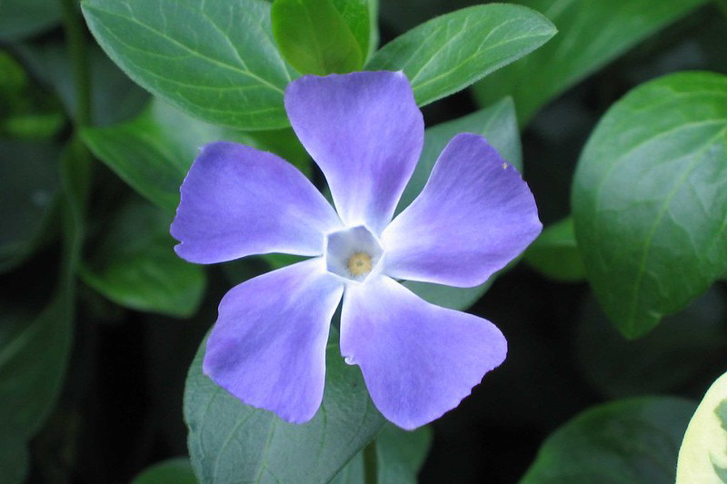 Vinca major (Big Periwinkle)
