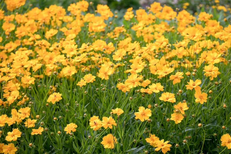 Coreopsis grandiflora (Large Flower Tickseed)
