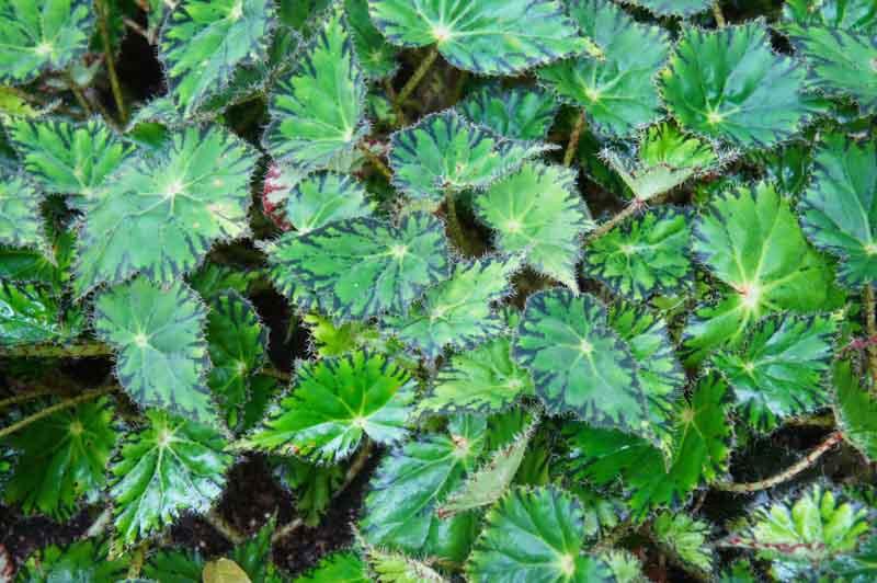 Begonia Bowerae Eyelash Begonia