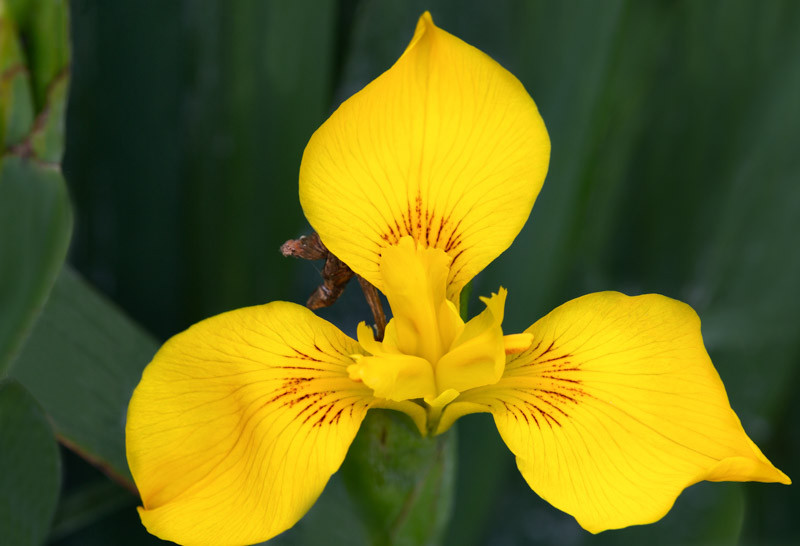 Iris pseudacorus (Yellow Iris)