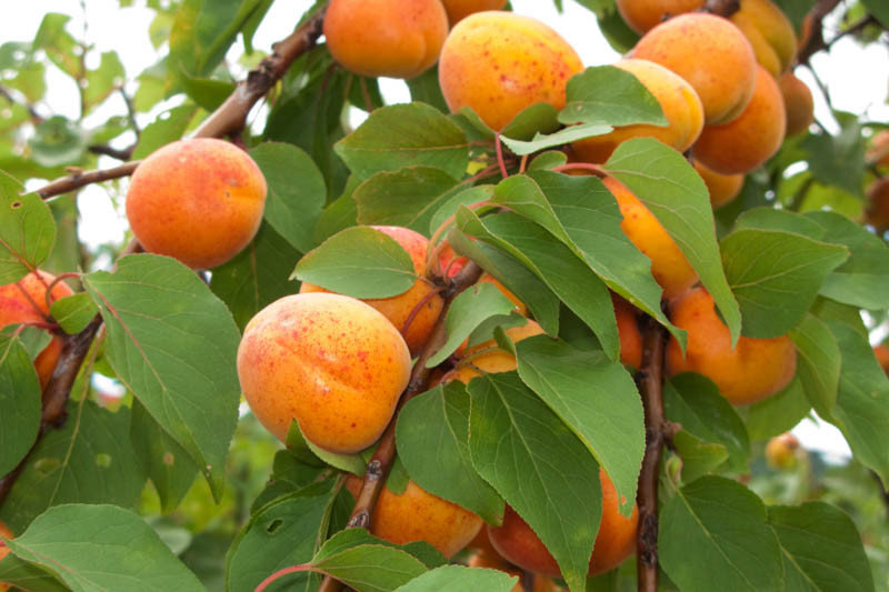 Prunus armeniaca 'Chinese' (Apricot)