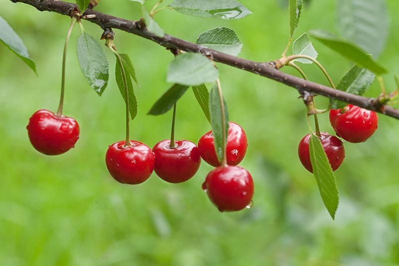 Prunus Cerasus Montmorency Tart Cherry