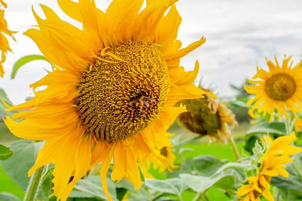 Helianthus annuus 'Mammoth Grey Stripe' Sunflower)