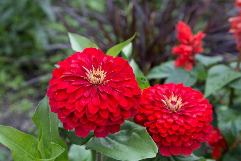 Zinnia Elegans Cherry Queen Zinnia Elegans Cherry Queen