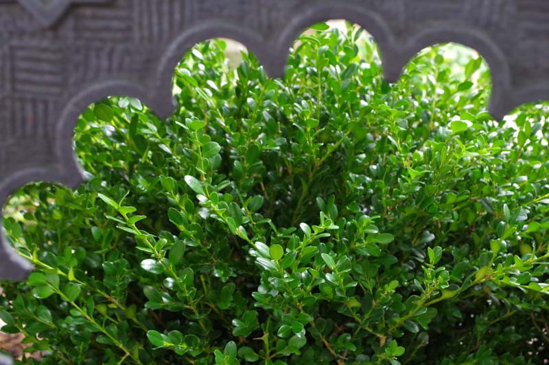 Ligustrum japonicum 'Rotundifolium' (Japanese Privet)