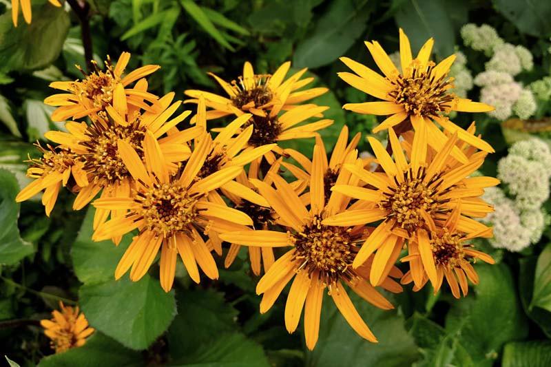 Ligularia Dentata Desdemona Leopard Plant Ligularia Dentata Desdemona Leopard Plant
