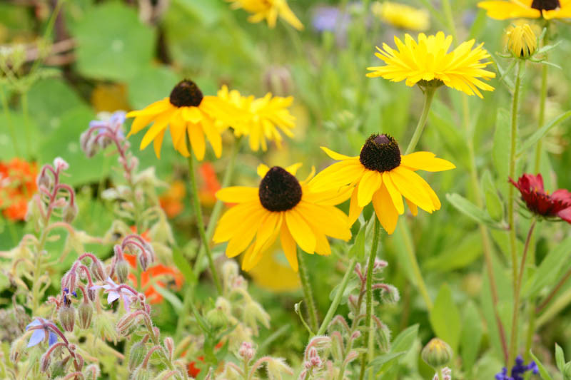 Rudbeckia hirta 'Marmalade' (BlackEyed Susan)