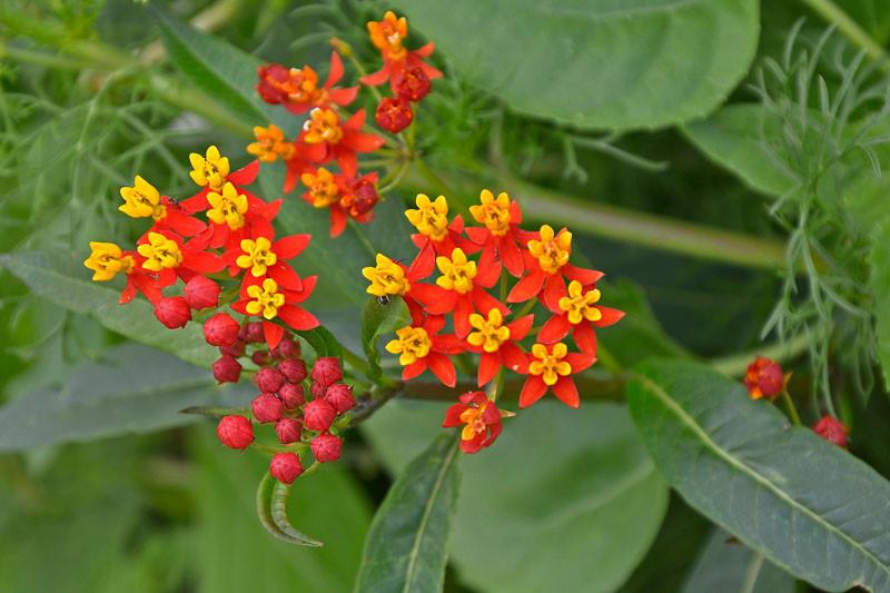 Butterfly Weed Seeds Mexican Asclepias Curassavica 100 Flower Seeds