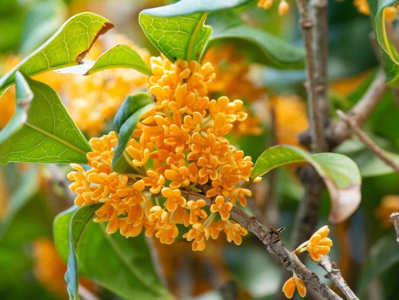 Osmanthus Fragrans F Aurantiacus Fragrant Olive