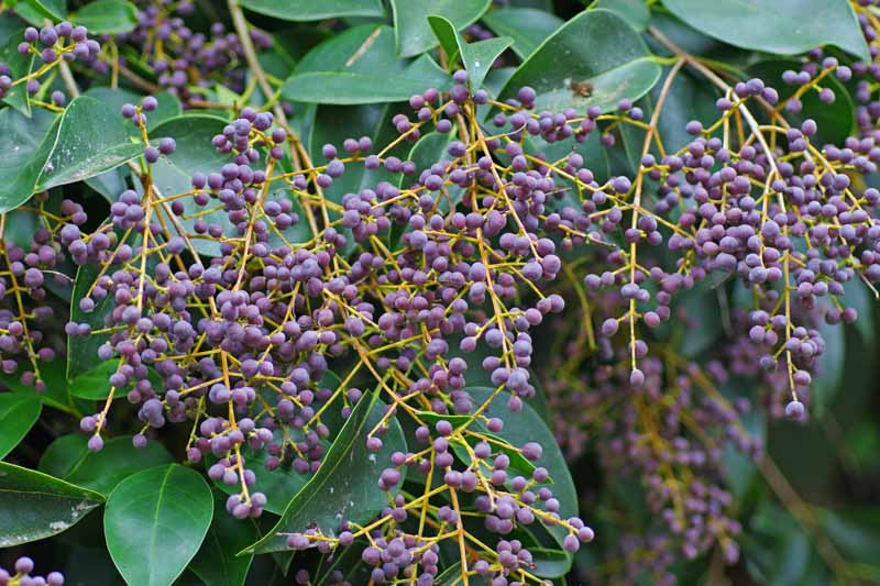 Image of Ligustrum japonicum berries