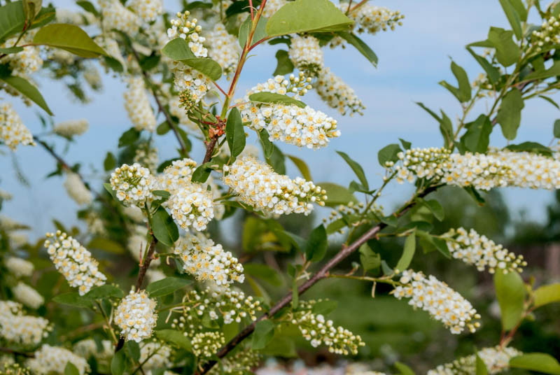 Prunus virginiana (Chokecherry)